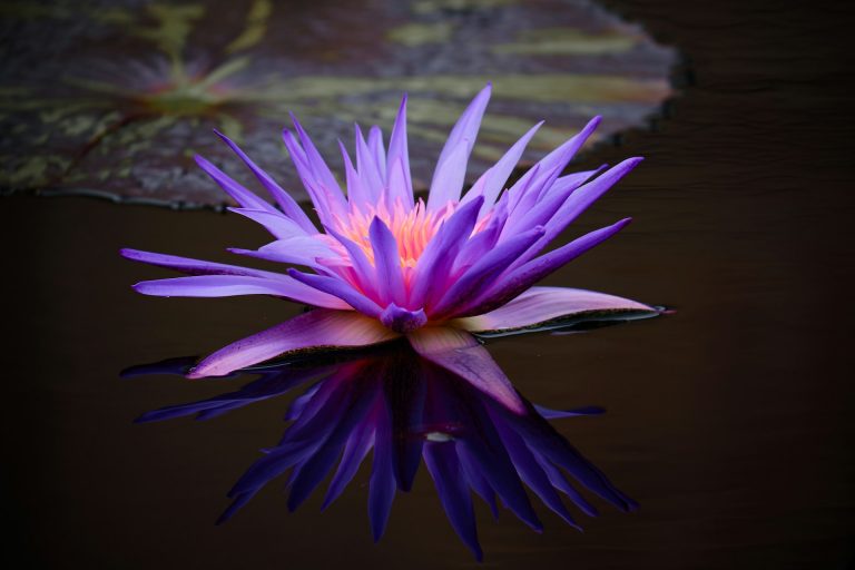 Moving Meditation Circle